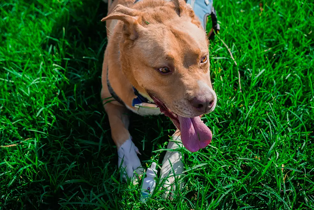 canna mood dog next to pet tincture