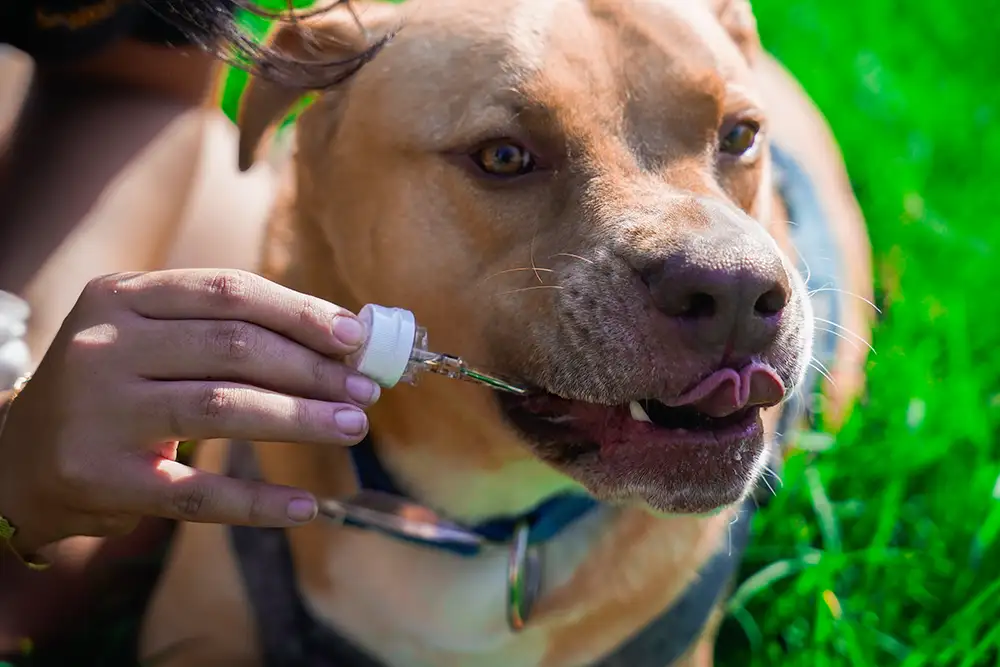 canna mood dog using pet tincture