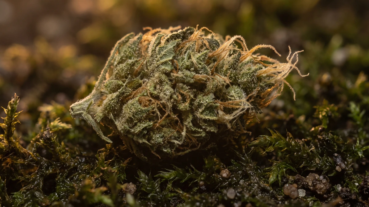 Macro of a hemp flower bud showing trichomes and orange hairs